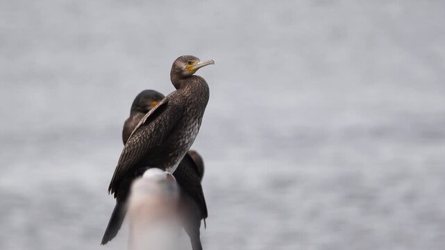 A great cormorant (Phalacrocorax carbo) sitting on the railing of a jetty while a tern is diving into the sea.
