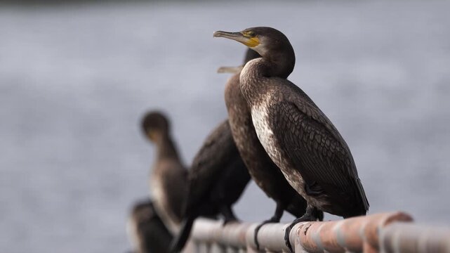 A group of great cormorants (Phalacrocorax carbo) standing on the the railing of a jetty.
