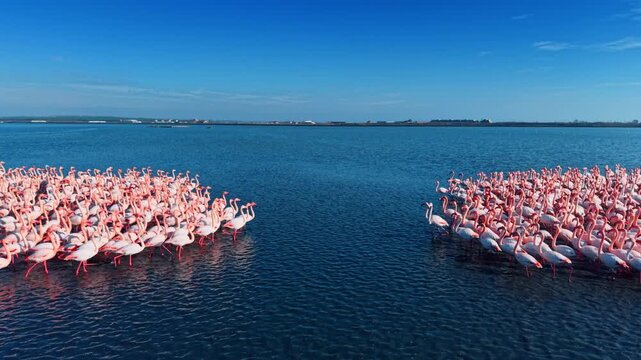 Aerial view of pink flamingo groups separated by blue water. High angle view of two separate flocks of pink flamingos wading in a deep blue sea under a clear horizon.