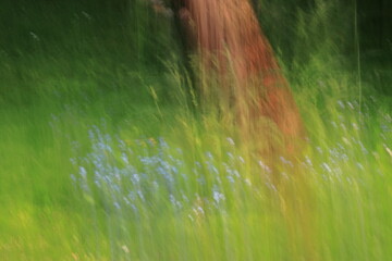 Artystyczne zdjęcie wykonane techniką ICM (Intentional Camera Movement), przedstawiające fragment łąki z niebieskimi kwiatami i drzewem w tle. Dynamiczne rozmycie tworzy malarski efekt, w którym ziele © Lucky