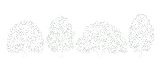 Upright Deciduous Tree Collection Side Elevation Detailed Outline Vector for Landscape Architecture and Architectural Drawing © Muhammad