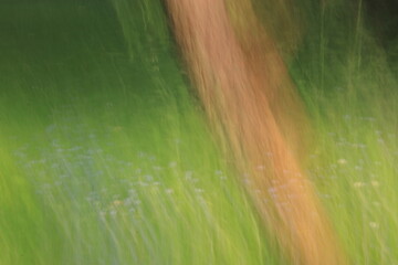 Artystyczne zdjęcie wykonane techniką ICM (Intentional Camera Movement), przedstawiające fragment łąki z niebieskimi kwiatami i drzewem w tle. Dynamiczne rozmycie tworzy malarski efekt, w którym ziele © Lucky
