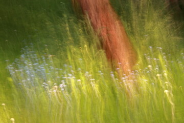 Artystyczne zdjęcie wykonane techniką ICM (Intentional Camera Movement), przedstawiające fragment łąki z niebieskimi kwiatami i drzewem w tle. Dynamiczne rozmycie tworzy malarski efekt, w którym ziele © Lucky