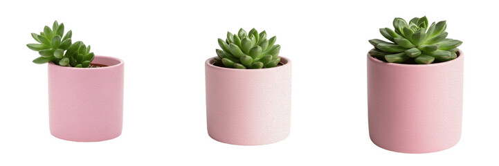 Set of three small green succulent plants potted in pastel pink ceramic flowerpots with a miniature shovel tool specifically for modern indoor house decorations, isolated white background. © Photo Shap