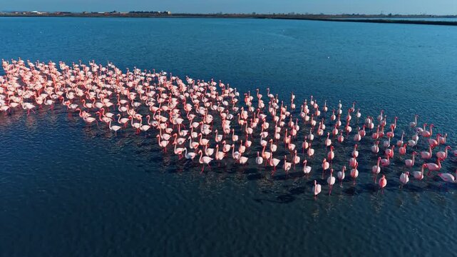 High angle view of flamingos wading in diagonal formation. Aerial perspective of a large line of pink flamingos moving diagonally through deep blue rippled water.