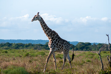 Southern Giraffe Walking Across Savanna in iSimangaliso Wetland Park © Andrew
