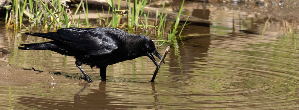 American Crow maneuvering a stick