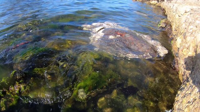 An adult loggerhead sea turtle lying motionless on the water's surface near the rocky shore. A video highlighting environmental pollution and ecological issues.