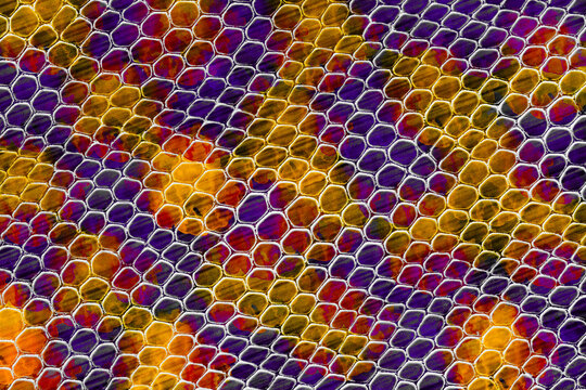 Gold Purple and Red Reptile Scale Macro Texture Background