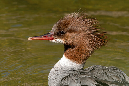 Close up profile of female common merganser