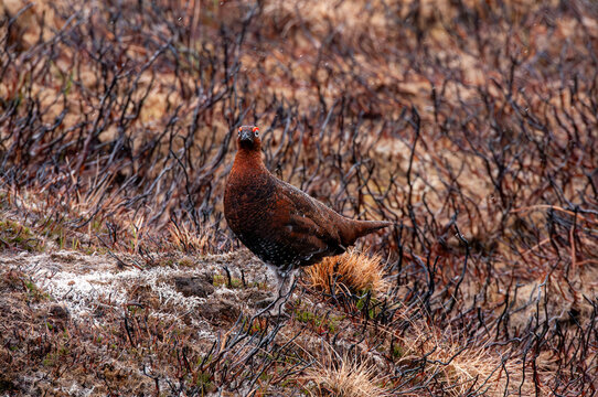Male red grouse (Lagopus lagopus scotica) standing on upland heather moorland during the breeding season in the Cairngorms National Park, Scotland