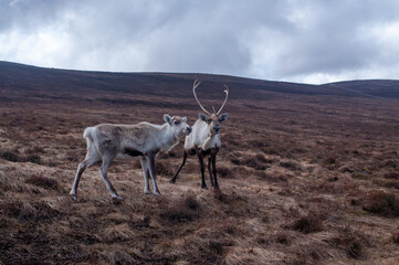 Fototapeta premium Pair of Reindeer on Open Moorland in Cairngorms National Park Scotland