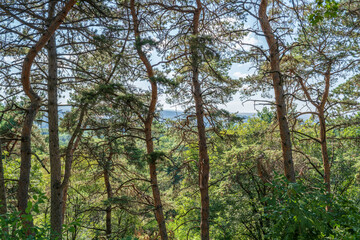 Obraz premium Sunlit pine forest with tall straight tree trunks and scattered undergrowth. Outdoor forest photography.