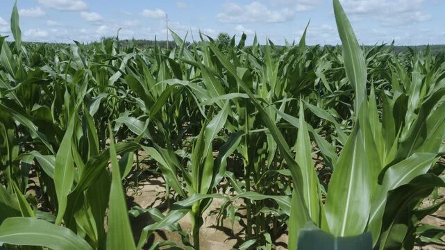 Green Leaves Corn of Plants in Field and Blue Sky With White Clouds. Farm of Maize Plants. Edge of Cornfield With Corn Stalks, Leaves and Tassels Waving in Breeze. Agriculture Agribusiness.