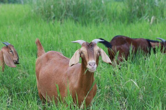Close-up photos of goats grazing on grass.