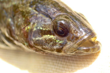 Macro close-up of an Amur sleeper (Perccottus glenii) showing detailed eye, scales and head morphology. Invasive freshwater fish documented during ecological monitoring © Maciej Bonk