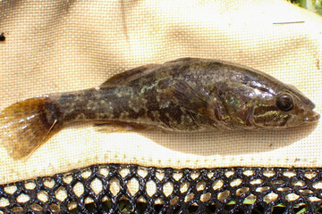 Amur sleeper (Perccottus glenii) captured during freshwater fish monitoring. Invasive fish species displayed on a measuring net, showing characteristic body pattern and morphology © Maciej Bonk