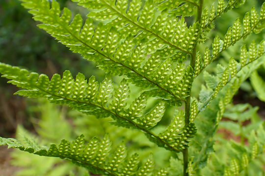 Close-up of fern frond underside with visible sori and sporangia. Detailed botanical image showing reproductive structures of a fern in a natural woodland habitat