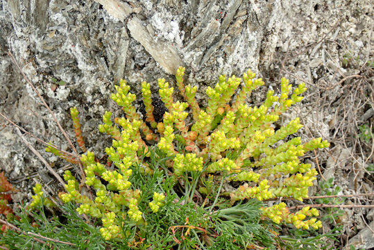 Stonecrop succulent (Sedum acre) growing on dry rocky ground. Drought-tolerant plant adapted to harsh habitats, showing dense fleshy leaves and early flower buds