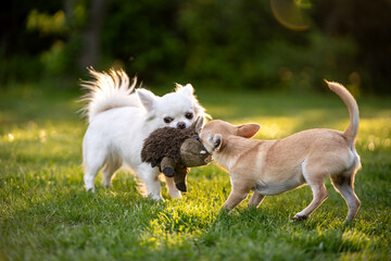 Dwa psy rasy chihuahua bawią się zabawką  © nitka_zaplatana
