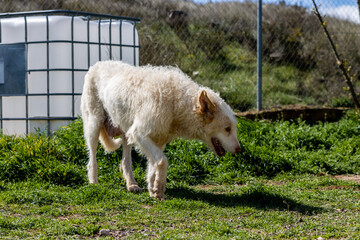 Obraz premium Hunting dog walking on grass in a dog kennel