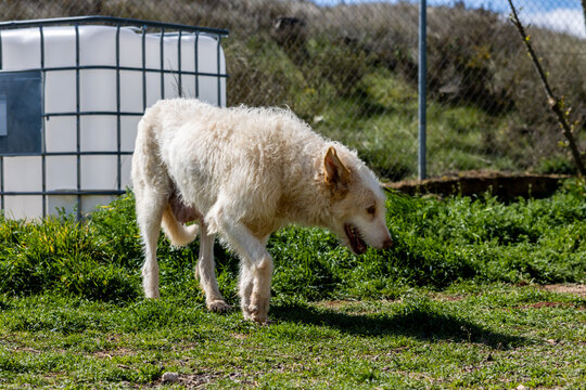 Hunting dog walking on grass in a dog kennel