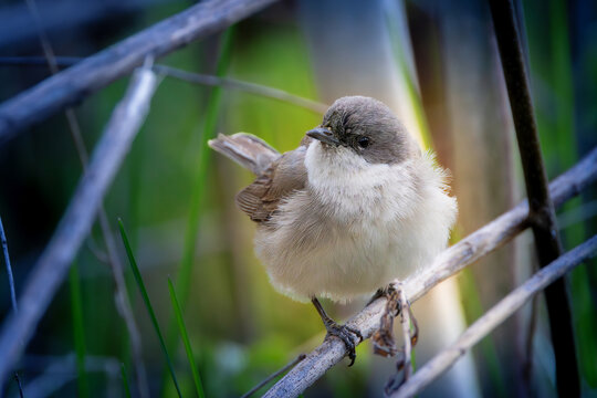 lesser whitethroat hiding on twig in bushes