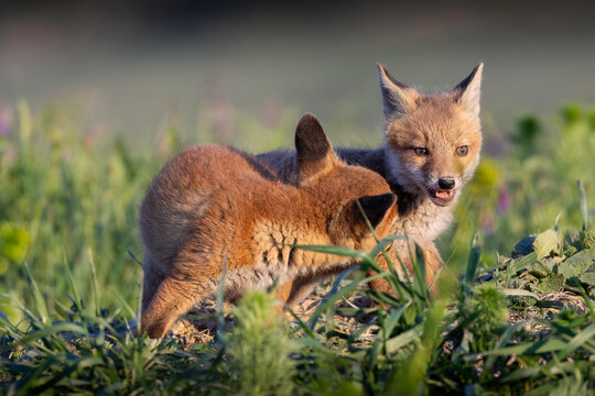 playful fox cubs near woodland den entrance