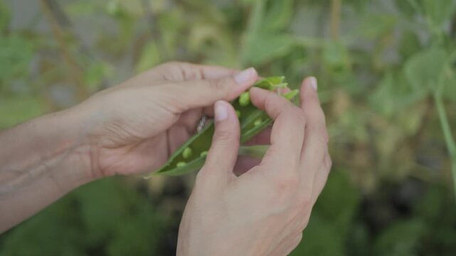 Hands opening fresh pea pod, urban garden, Italy