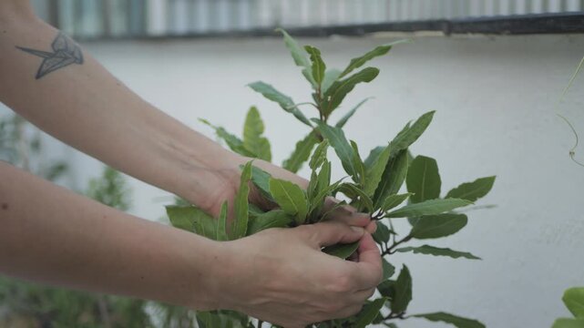 Hands picking bay leaf from terrace herb garden, Italy