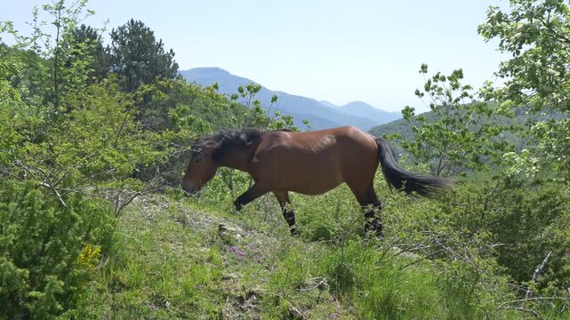 Wild horse grazing freely on mountain slope, Apennines, Italy