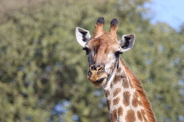 Obraz premium Giraffe / Giraffe / Giraffa camelopardalis