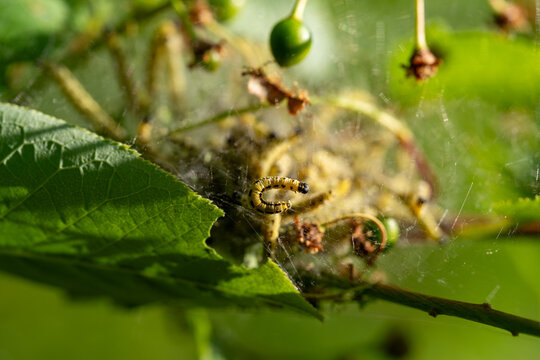 Caterpillar larvae clustered in silky web nest on green leaf