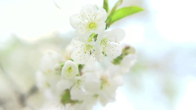 Spring flowers, nature blossom in orchard, soft background. Beautiful Spring cherry tree blooming close up. Easter fresh white blossoming cherry closeup. Blooming backdrop, soft focus art, slow motion