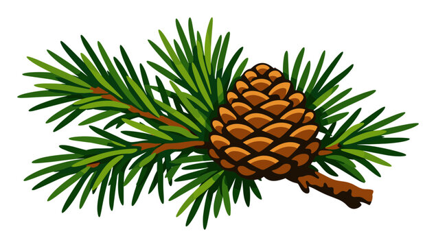Pine cone with green needles on a spruce branch, representing natural woodland elements and Christmas season decorations