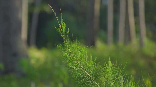 Sunlit Green Pine Branch In Soft Focus Forest with Morning Light