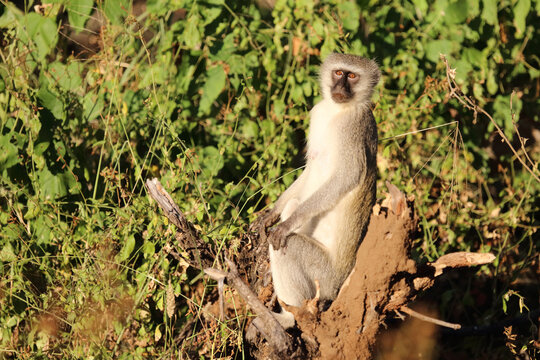 Gr&uuml;ne Meerkatze / Vervet monkey / Cercopithecus aethiops