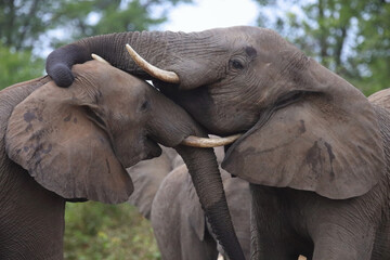 Fototapeta premium Afrikanischer Elefant / African elephant / Loxodonta africana