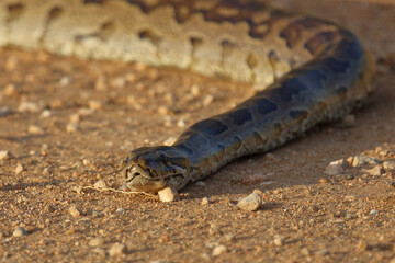 Fototapeta premium Südlicher Felsenpython / Southern African rock python / Python natalensis