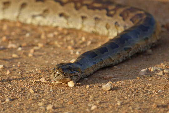S&uuml;dlicher Felsenpython / Southern African rock python / Python natalensis