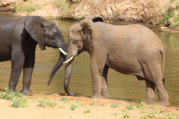 Fototapeta premium Afrikanischer Elefant / African elephant / Loxodonta africana