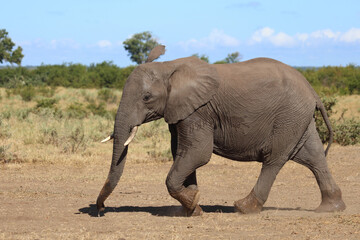 Obraz premium Afrikanischer Elefant / African elephant / Loxodonta africana