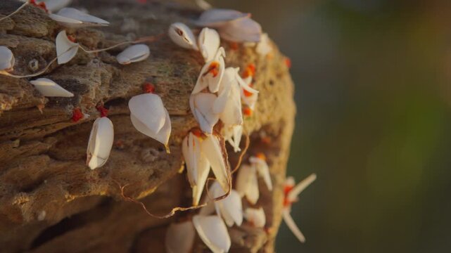 Close-up a Gooseneck Barnacles Clinging to Weathered Driftwood