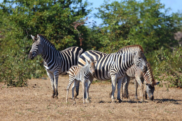 Obraz premium Steppenzebra / Burchell's zebra / Equus quagga burchellii