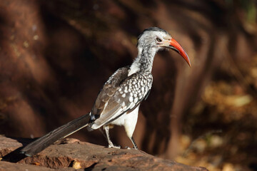 Mopanetoko oder Südlicher Rotschnabeltoko / Red-billed hornbill / Tockus rufirostris © Ludwig
