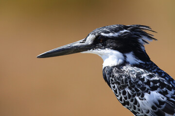 Graufischer / Pied kingfisher / Ceryle rudis © Ludwig
