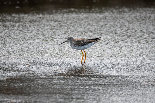 Portait of a greater yellowlegs in Merritt island wildlife refuge
