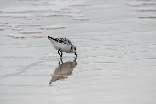 A sanderling scouring the sand on a florida beach