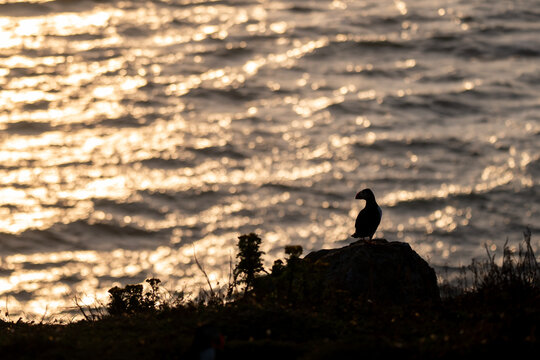 Atlantic puffin, fratercula arctica, looking out to sea at sunset