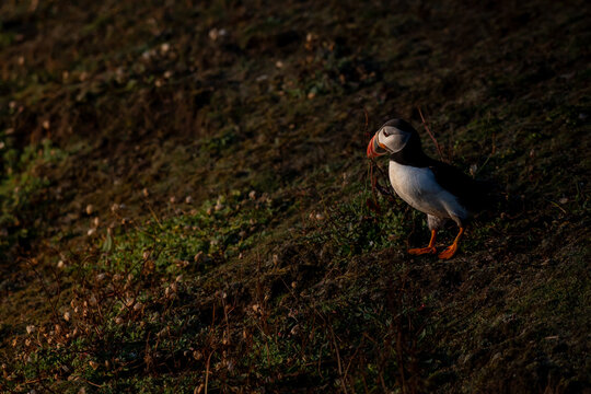 Atlantic puffin, fratercula arctica, looking out to sea at sunset